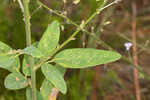 Panicledleaf ticktrefoil